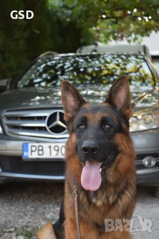 мъжка немска овчарка за разплод