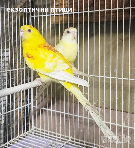 Продавам Пойни Папагали 