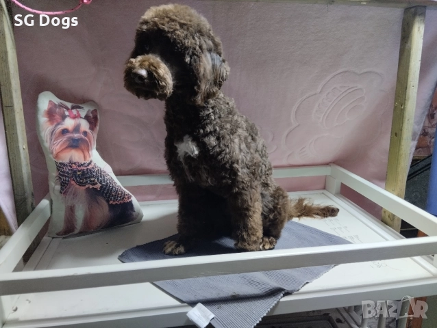 Пудел , снимка 3 - Пудели - 52496562