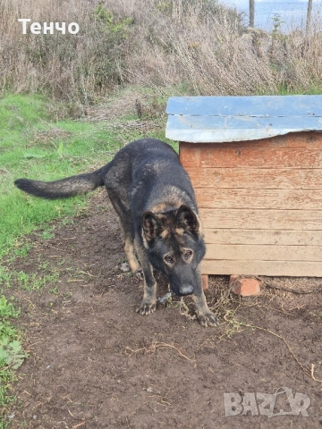 Немска овчарка Сивак за разплод