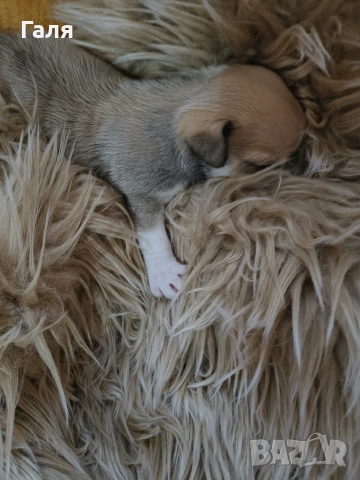 чихуахуа , снимка 2 - Чихуахуа - 54274485