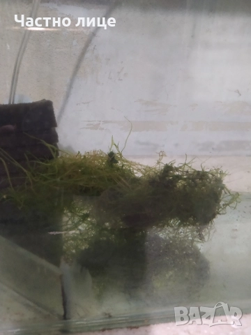 Явански мъх за Аквариум 