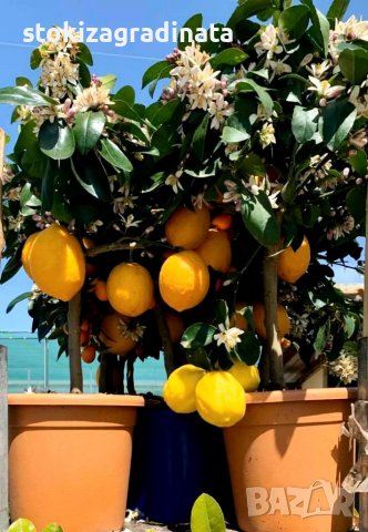   Лимон Лимонови дръвчета ,лимон дръвче цена, снимка 16 - Градински цветя и растения - 36625824