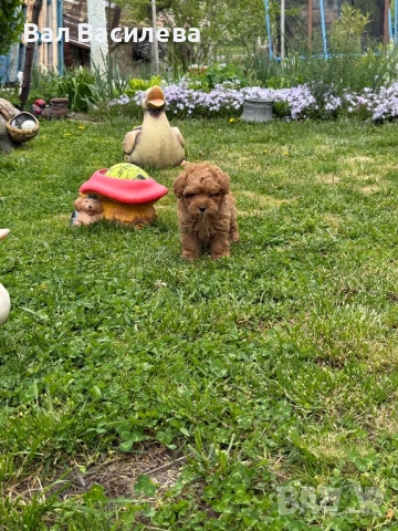 Той пудел / Toy poodle, снимка 10 - Пудели - 54183822