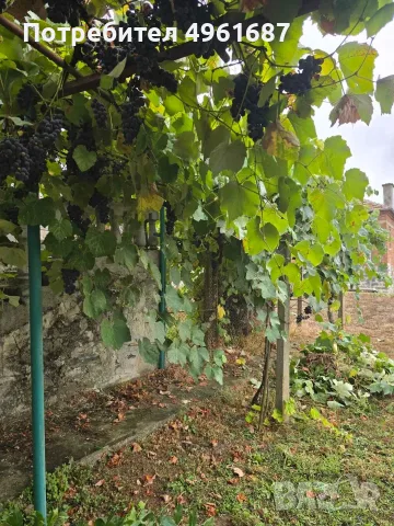 Двуетажна къща с двор в с.Момина Църква, снимка 7 - Къщи - 56246409