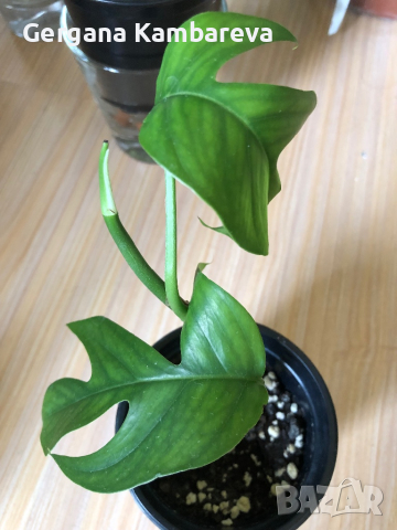 Epipremnum pinnatum Baltic Blue , снимка 1