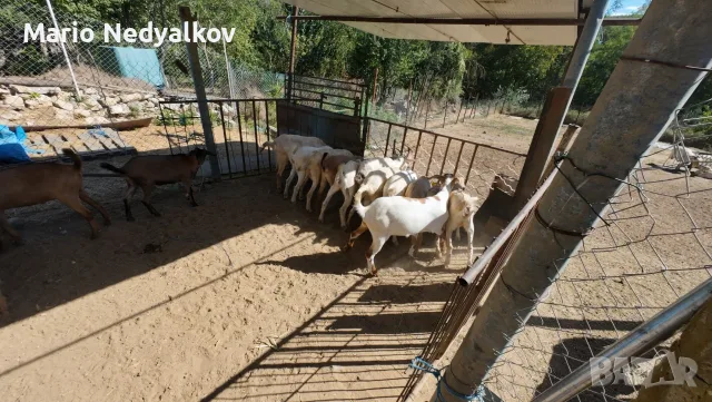 Продавам добре гледани ярета (25-30 кг) – с. Ботево, обл. Варна, снимка 5 - Кози - 55994038