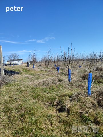 Овощна градина , снимка 18 - Земеделска земя - 38065060