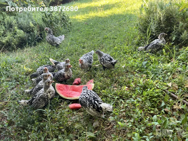 сребърен зибрайт