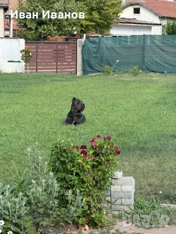 Кане Корсо Сиви, снимка 7 - Кане корсо - 53123551