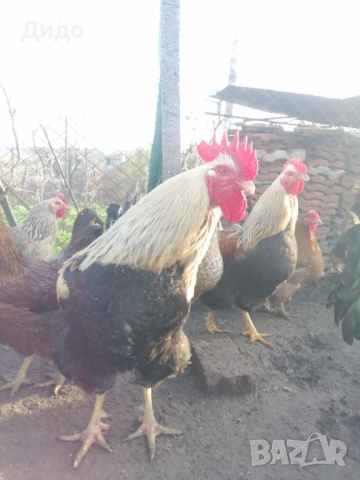 Разплодни яйца от катунски кокошки, снимка 2 - други­ - 52839554