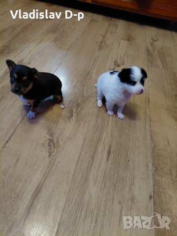 пинчер чихуахуа