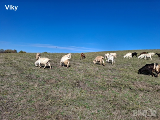 натурално козе мляко, снимка 12 - Кози - 54155662