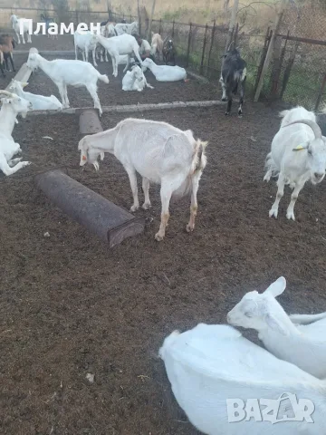 Предлагам за продажба кози