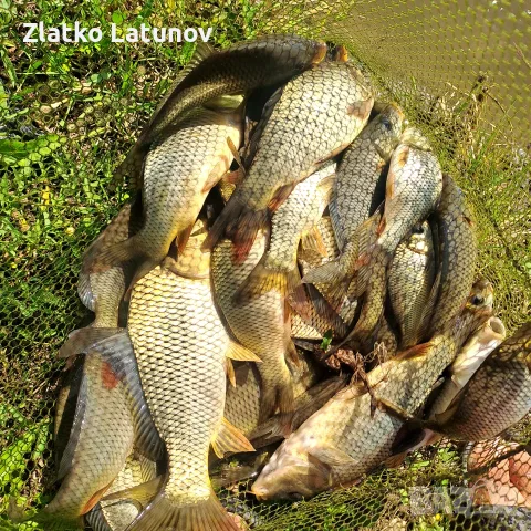 Заробители Шаран, снимка 4 - Други - 56275707