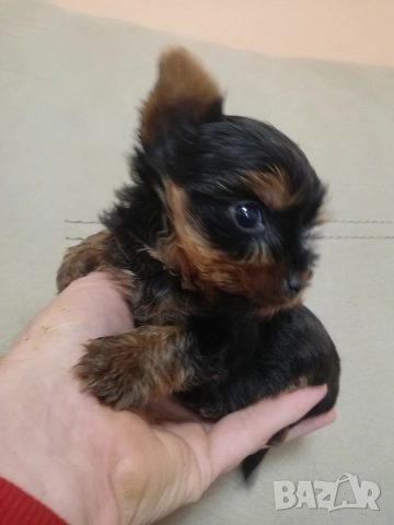 Йоркширски териер, снимка 8 - Йоркширски териер - 52866279