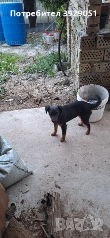 Продавам ягдтериер, снимка 6 - Ягдтериер - 53889726