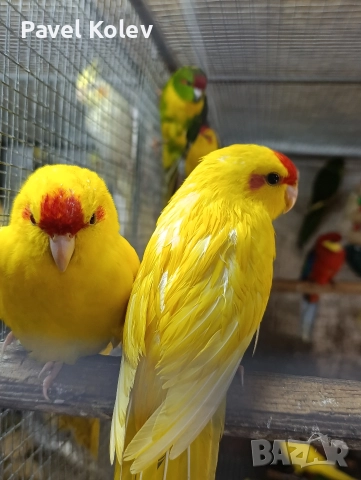 Коледна промоция на папагали , снимка 3 - Папагали - 52658145