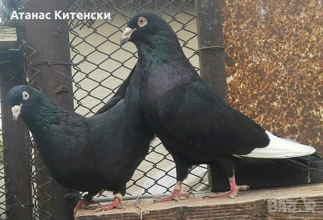 Пазарджишки  високолетачи , снимка 4 - Гълъби - 30874877