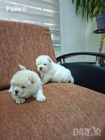 чау чау , снимка 3 - Чау Чау - 52886549