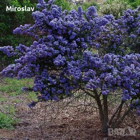 Калифорнийски люляк, снимка 2 - Градински цветя и растения - 54133466