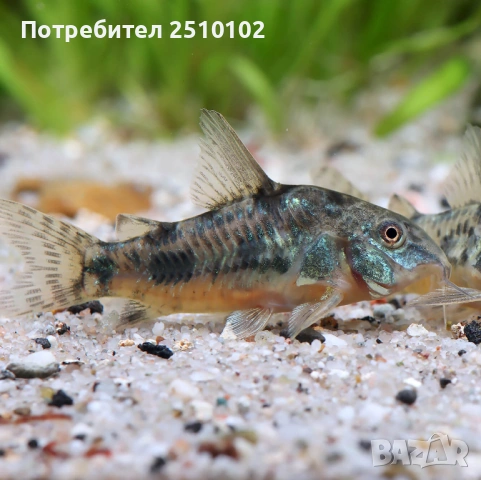 Декоративни риби на едро - собствено производство ТОП ЦЕНИ, снимка 16 - Рибки - 28319365