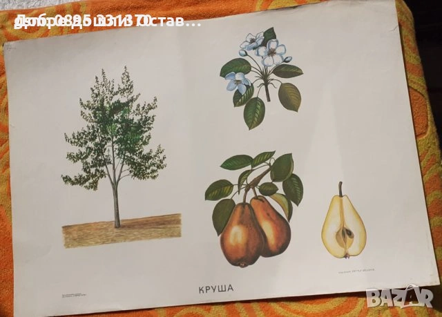 стар постери: червена шапчица и Снежанка и седемте джуджета, Глухарче Круша Лайка Липа Муха Пчела , снимка 12 - Други - 36985288