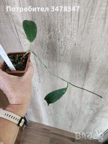 Хоя Hot Lips, снимка 2 - Стайни растения - 53909442