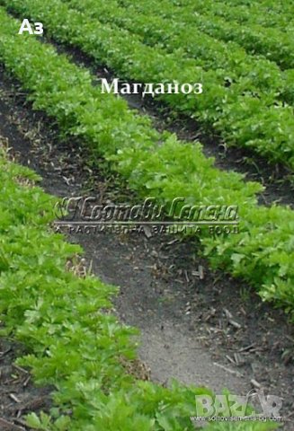 Продавам градински магданоз - семена, реколта 2025 г., снимка 3 - Сортови семена и луковици - 34520721
