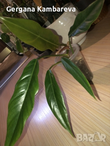 Philodendron Caramel , снимка 3 - Стайни растения - 56273729