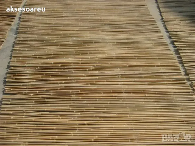 Качествени семена от бамбук Moso Bambo декоративни растения за дома бамбуков разсад за украса декор, снимка 15 - Сортови семена и луковици - 48995203