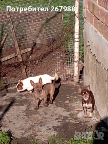 Чихуахуа - добри майки, снимка 4 - Чихуахуа - 52472489