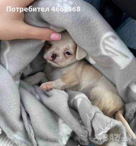 Продава се бебе мини чихуахуа на 7 седмици с втора ваксина