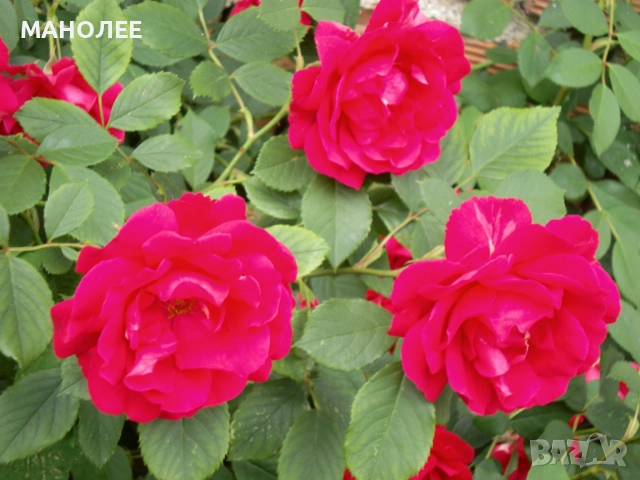 🌹🌹🎁🌹Катерлива роза - Трендафил🌹🌹🌹🎁🎁, снимка 2 - Градински цветя и растения - 52775886