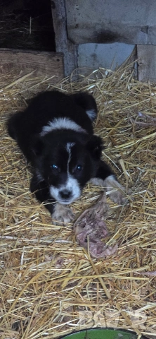 Алабай, снимка 5 - Други - 53196094