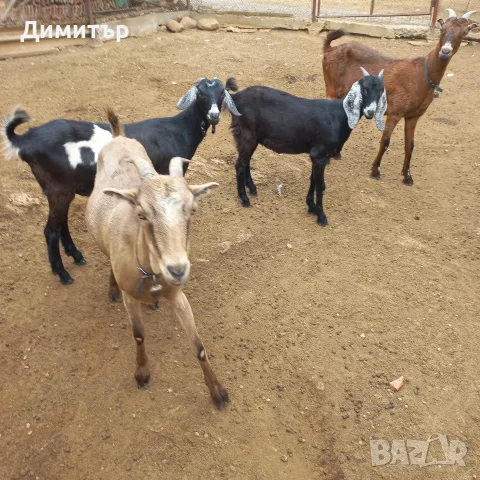 продавам 4 ярета, снимка 5 - Кози - 56222611