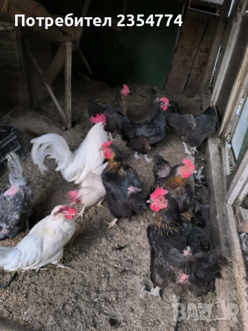 кокошки, снимка 2 - Кокошки и пуйки - 51794053