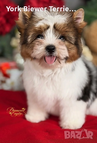 Йоркширски Териер! Най-добри приятели за деца и възрастни! Доставка 