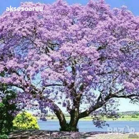 400 Качествени семена от медоносно дърво пауловния томентоса за пчелари дървен материал и сянка , снимка 12 - Сортови семена и луковици - 50391176