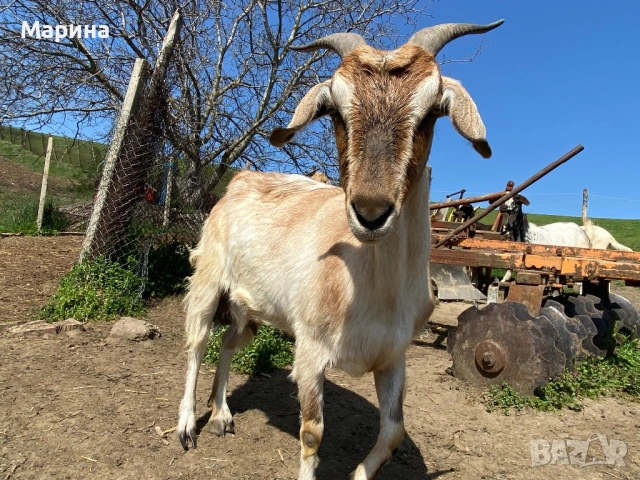 Кози и ярета , снимка 7 - Кози - 54330596