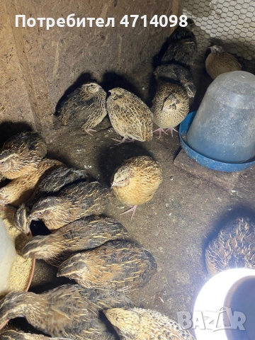 Пъдпъдъче месо/За консумация , снимка 2 - Домашни продукти - 53159608