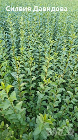 0.70 лв Лигуструм на корен, снимка 4 - Градински цветя и растения - 52023071