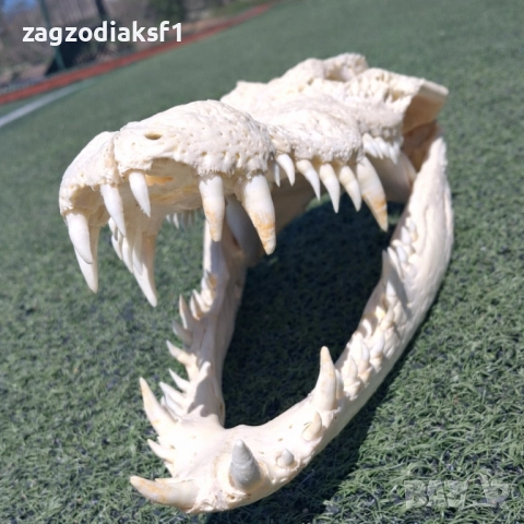 Челюст КРОКОДИЛ 100% Реални снимки с документ за притежание по CITES, снимка 4 - Колекции - 52833704