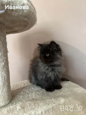 Персийски котенца , снимка 3 - Персийска - 56340555