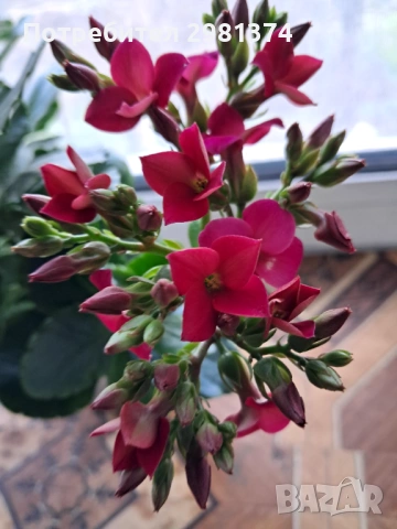 Каланхое, снимка 4 - Стайни растения - 54009001