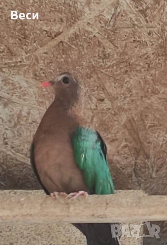 Търся зеленокрила женска