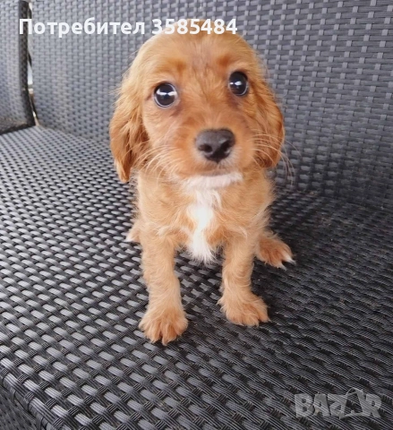 Шпаньол момиче , снимка 3 - Кавалер кинг чарлз шпаньол - 53061405