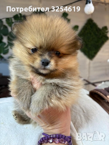 Померан и малък шпиц, снимка 4 - Померан - 53911514