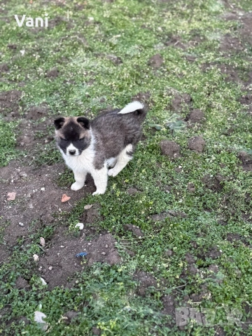 Америкаска акита женски и женско, снимка 6 - Акита - 53165395