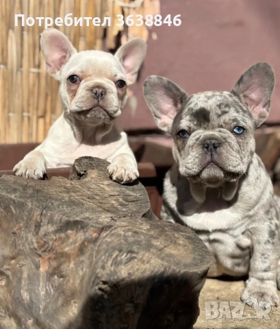 Френски булдог, снимка 2 - Френски булдог - 54126965